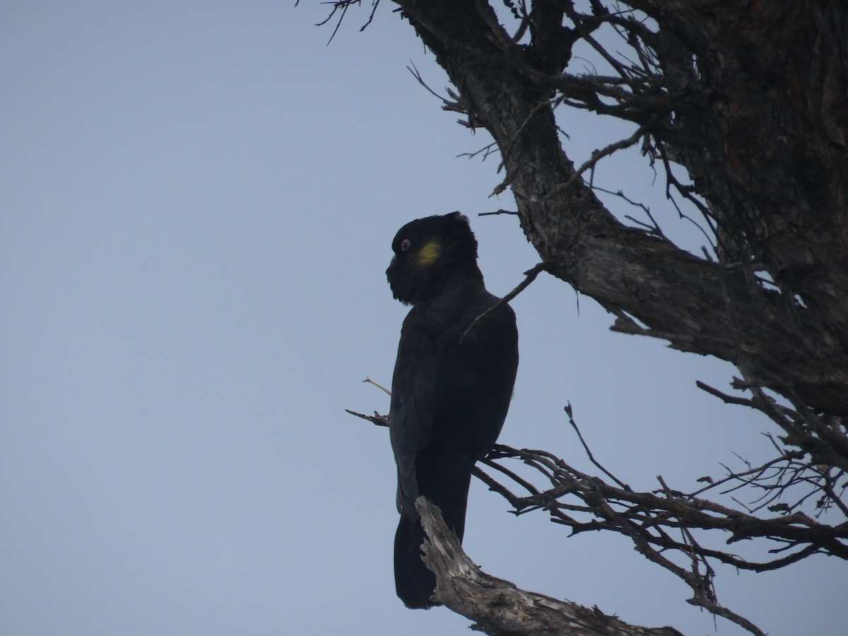 キイロオクロオウム - ML646770278