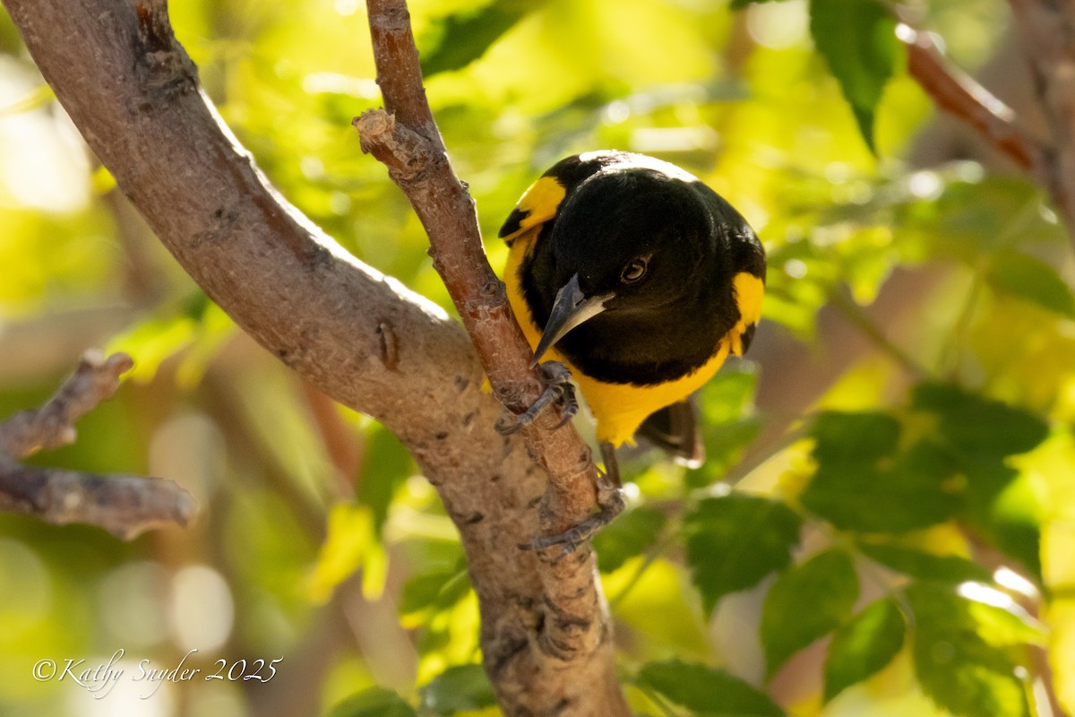 Scott's Oriole - ML646770280