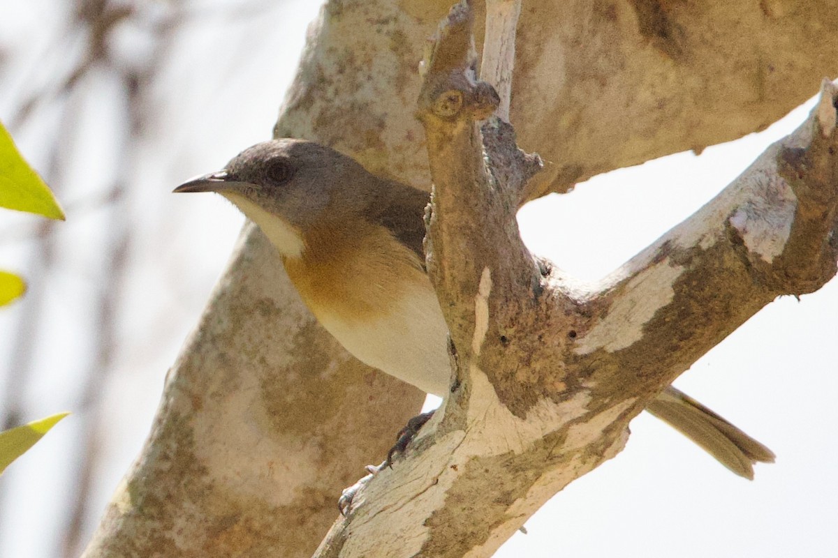 Kızıl Göğüslü Balkuşu - ML646770281