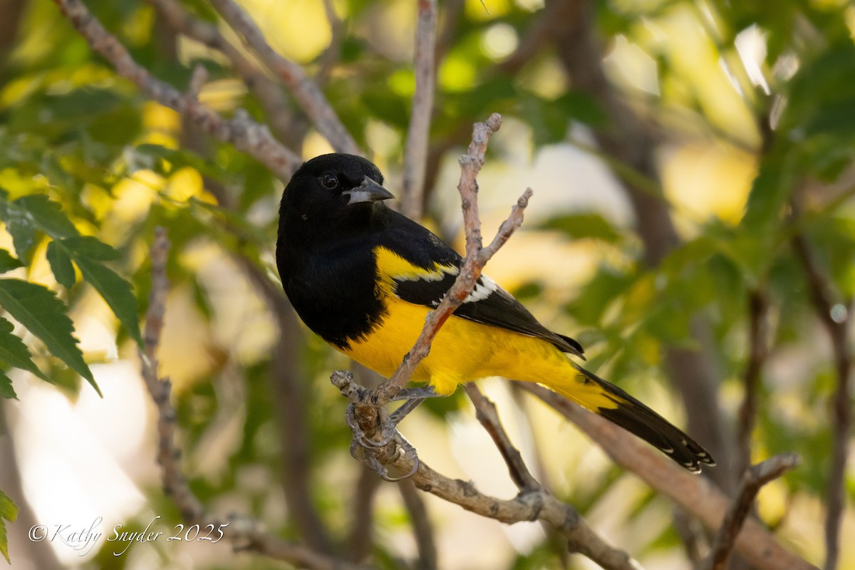 Scott's Oriole - ML646770282