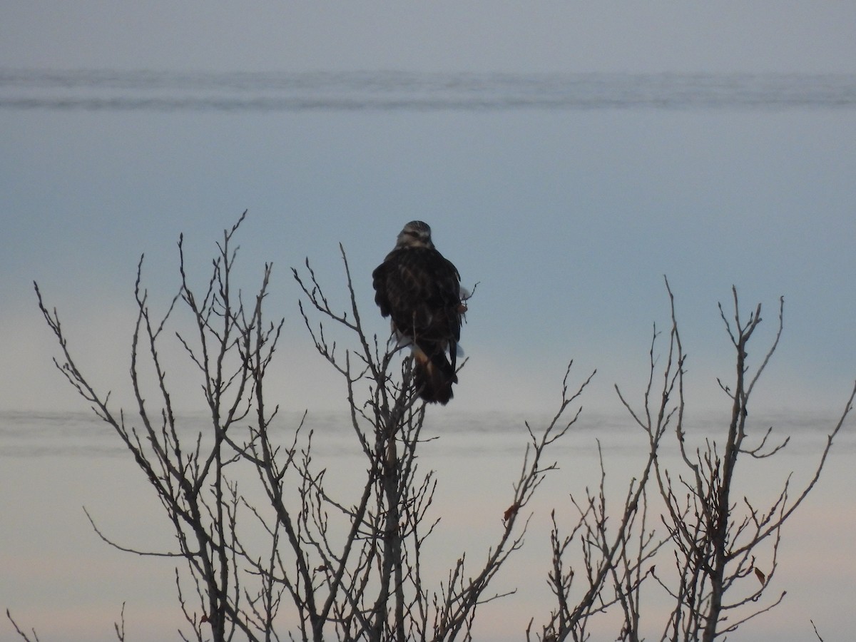 Зимняк - ML646770287