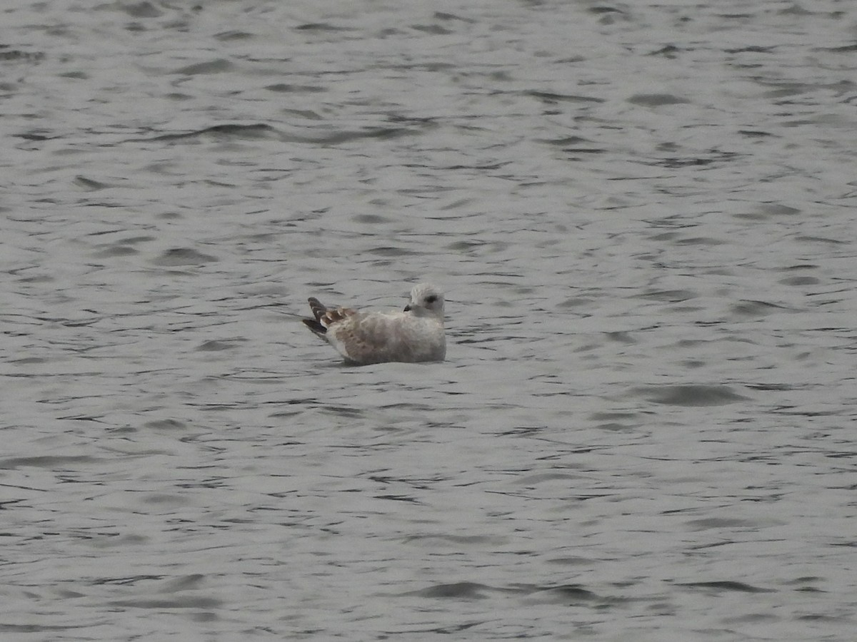 Short-billed Gull - ML646770310