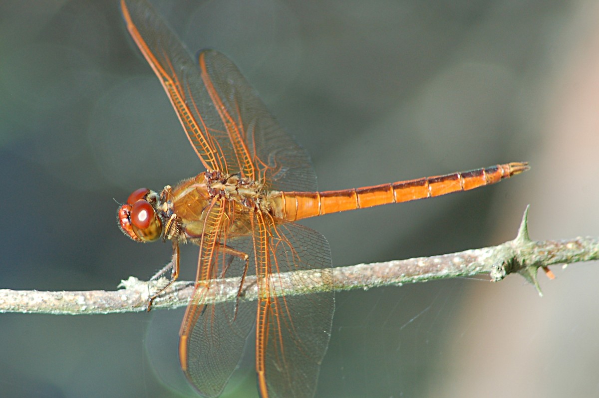 Needham's Skimmer - ML646770318