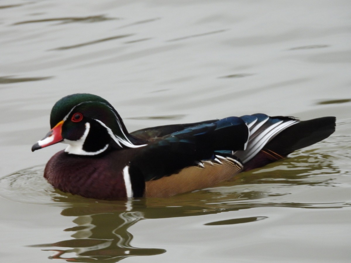 Wood Duck - ML646770319
