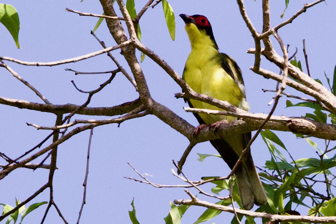 Viellot İnciryiyeni - ML646770323