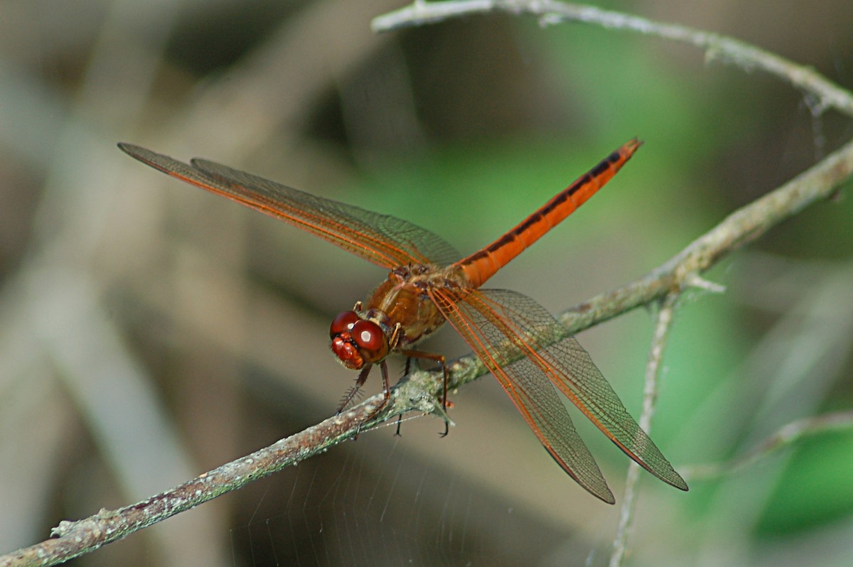 Needham's Skimmer - ML646770324