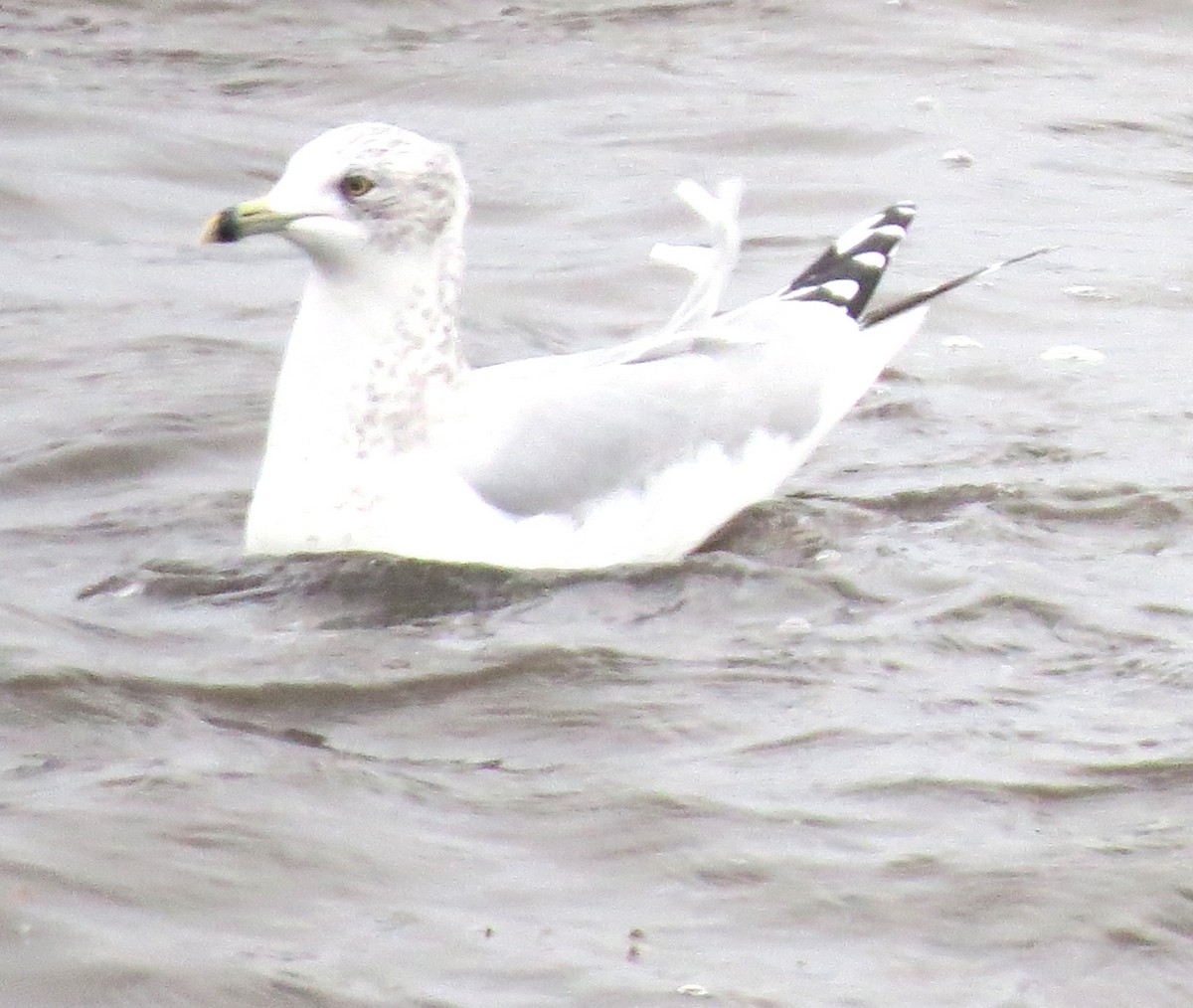 Gavina americana - ML646770327