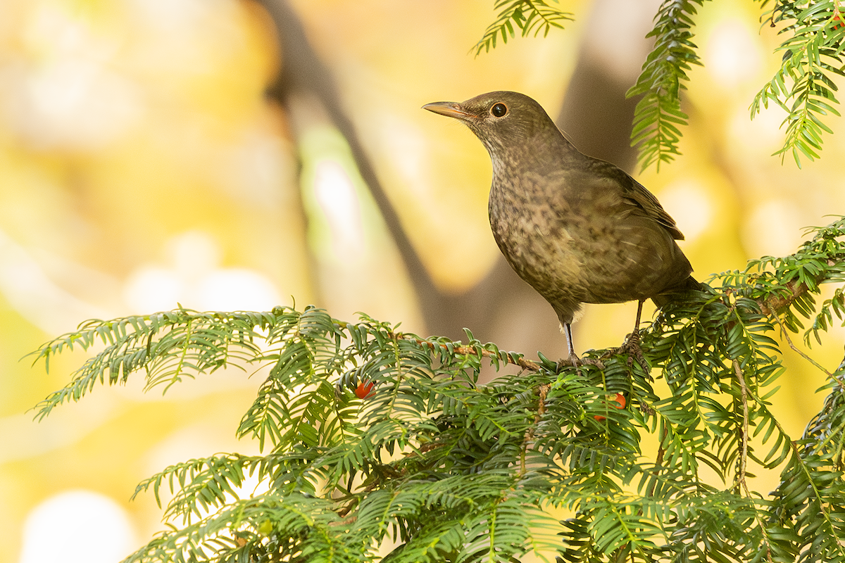 Чёрный дрозд - ML646770330