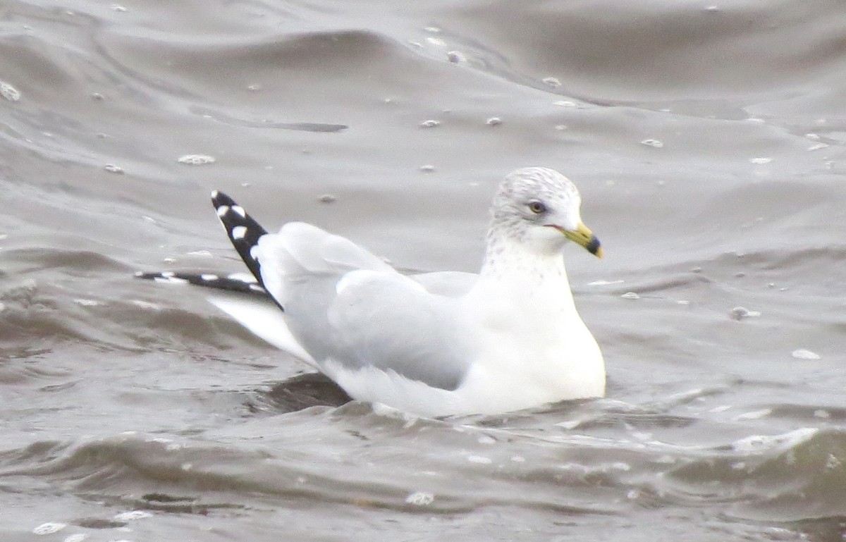 Gavina americana - ML646770333