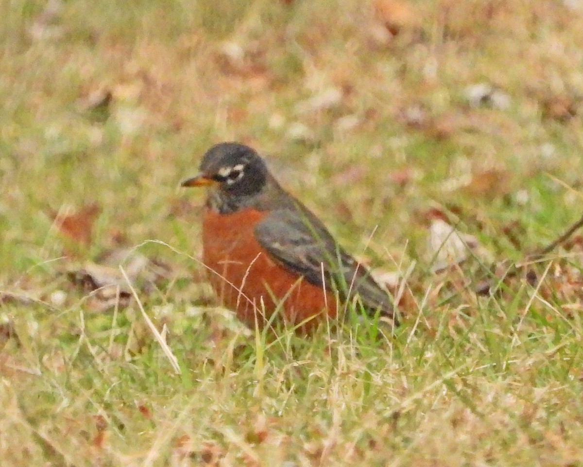 American Robin - ML646770337