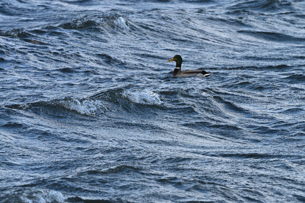 Mallard - ML646770345