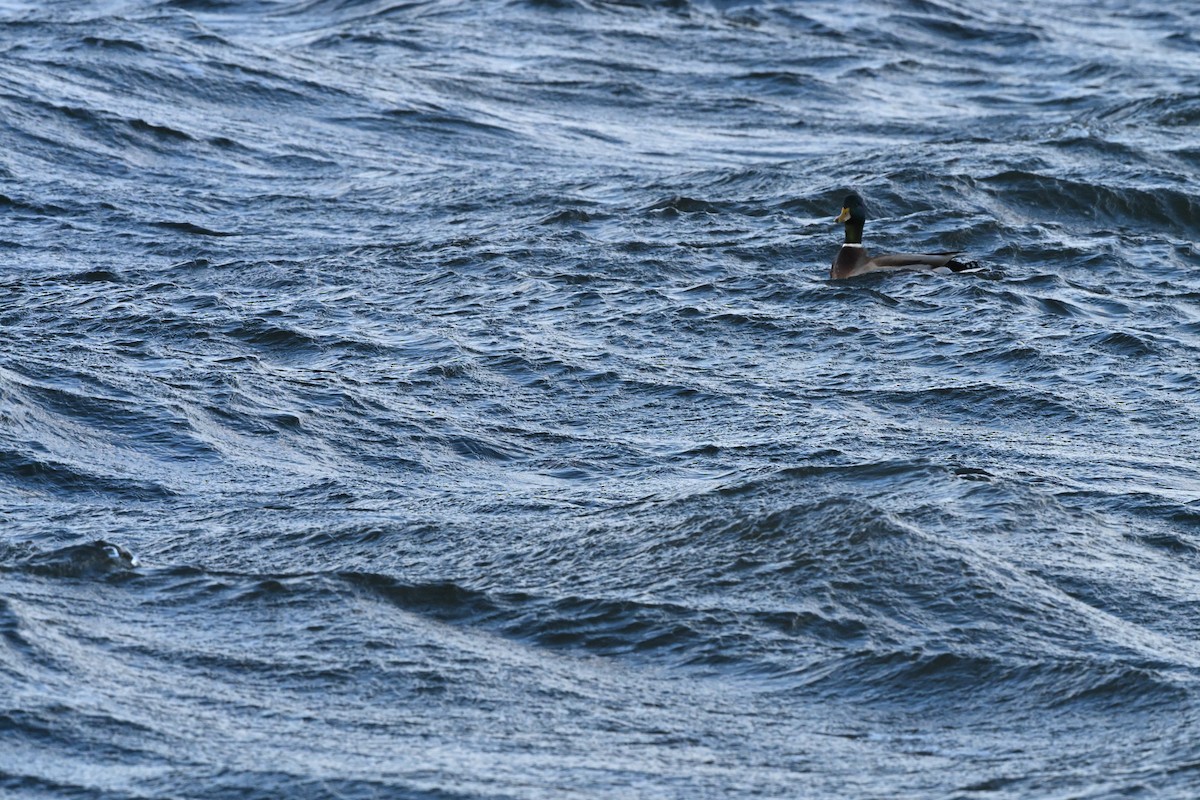 Mallard - ML646770346