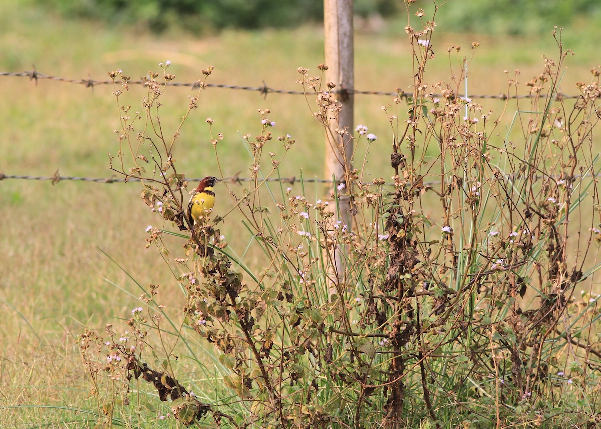 Вівсянка лучна - ML646770348