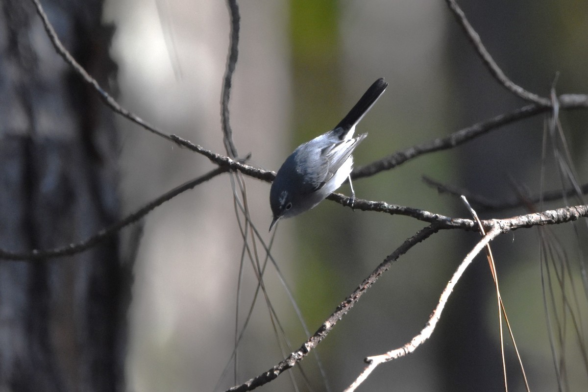 Blue-gray Gnatcatcher - ML646770356