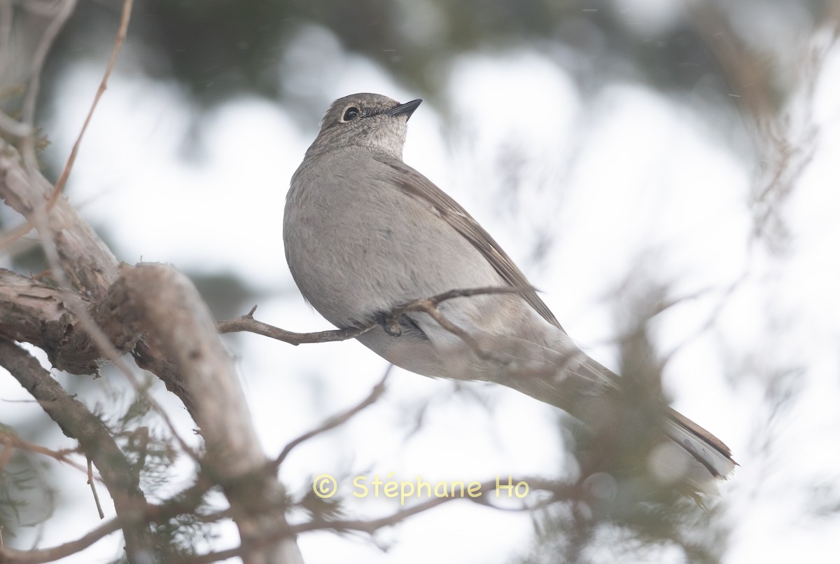Townsend's Solitaire - ML646770357