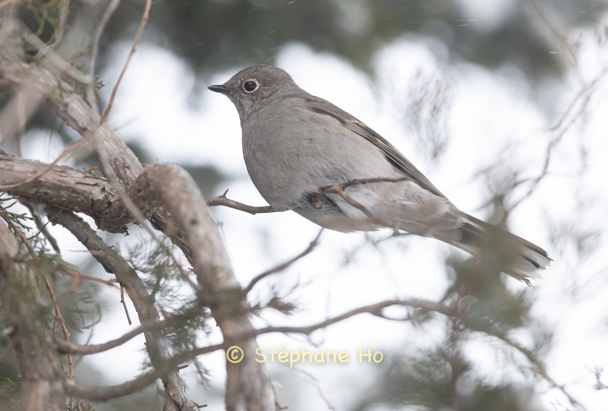 Townsend's Solitaire - ML646770358