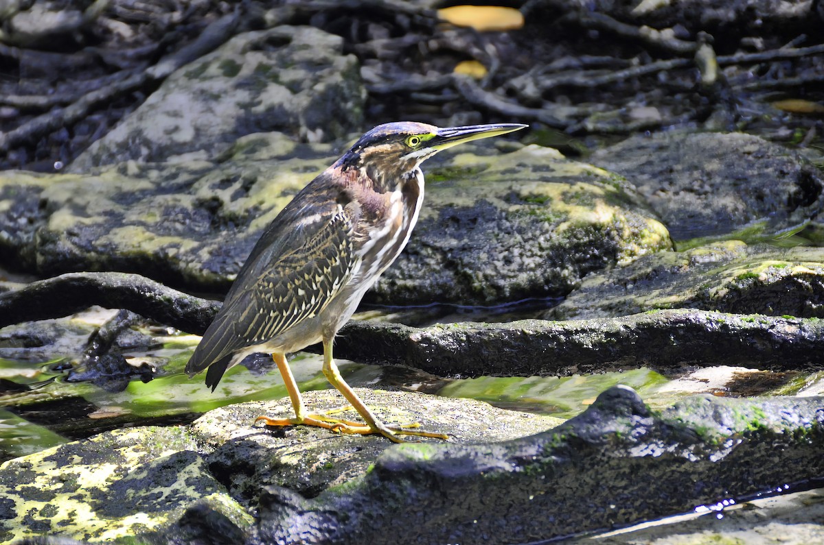 אנפית ירוקה - ML646770359