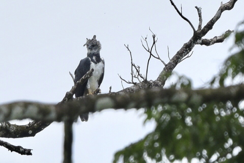 Harpi Kartalı - ML646770360