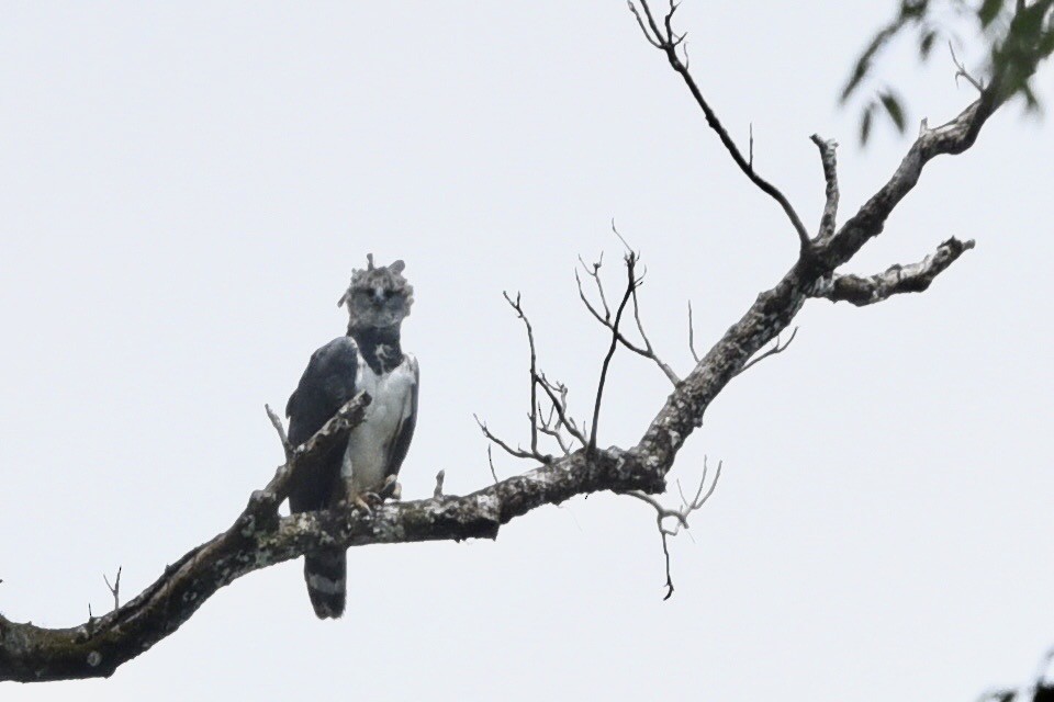 Harpi Kartalı - ML646770361