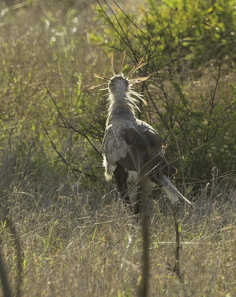 Secretarybird - ML646770362