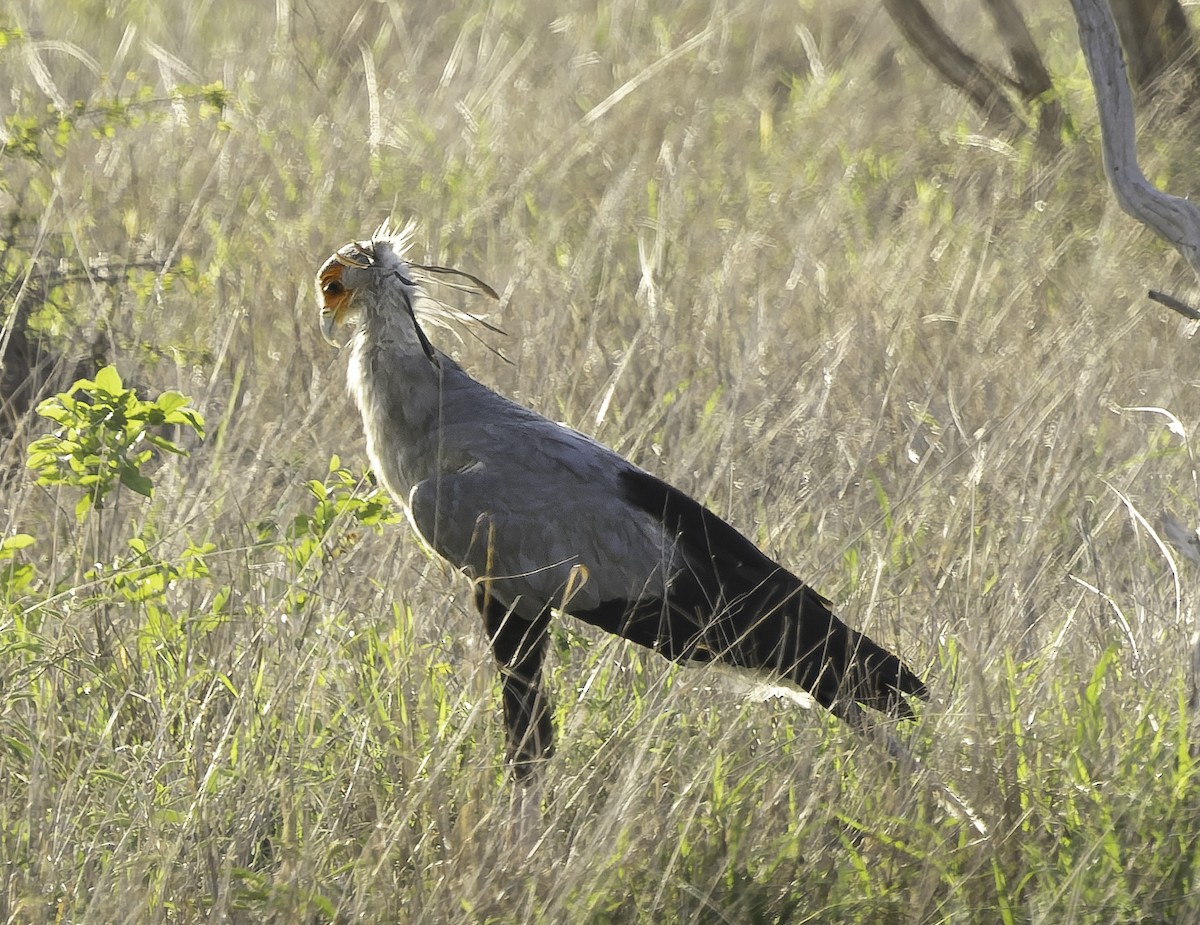 Secretarybird - ML646770363