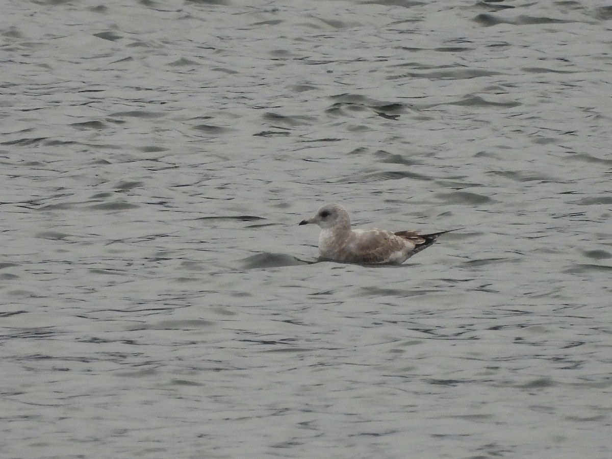 Short-billed Gull - ML646770364