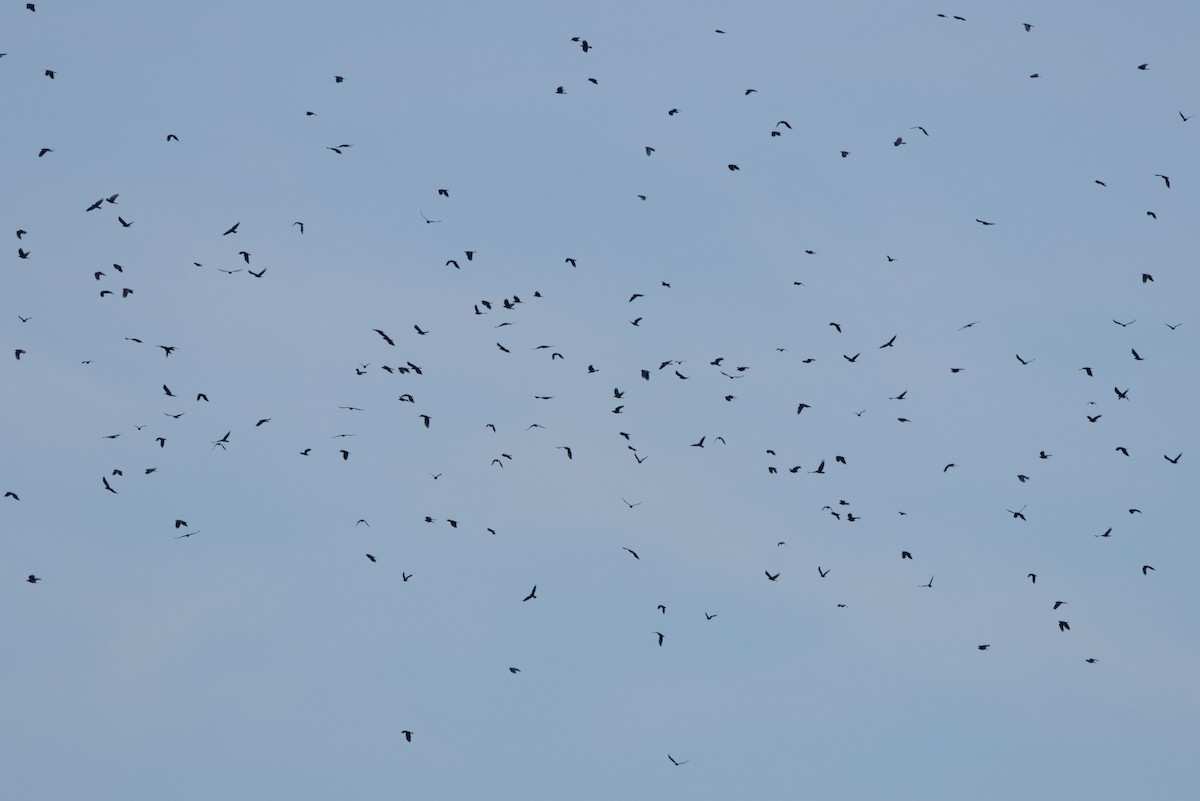 crow sp. - ML646770372