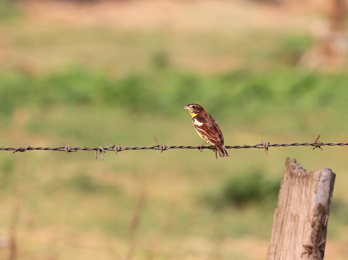 Вівсянка лучна - ML646770374
