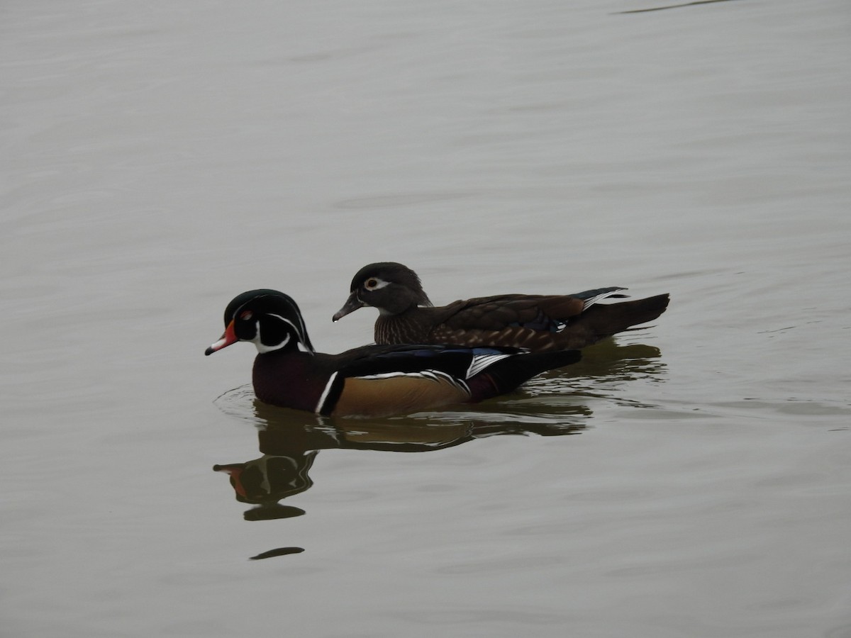 Wood Duck - ML646770376