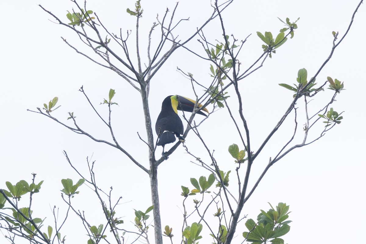 Тукан жовтошиїй - ML646770381