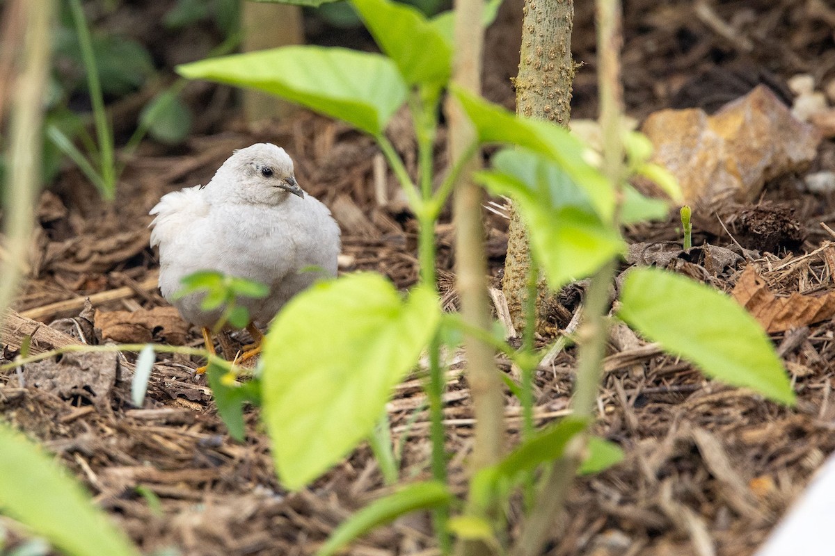 asiablåvaktel - ML646770384