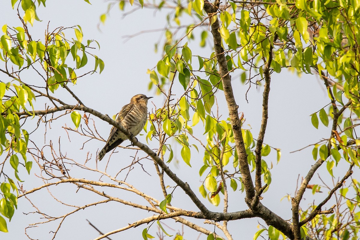 Horsfield's Bronze-Cuckoo - ML646770391