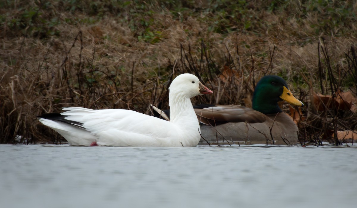 אווז קנדי - ML646770392