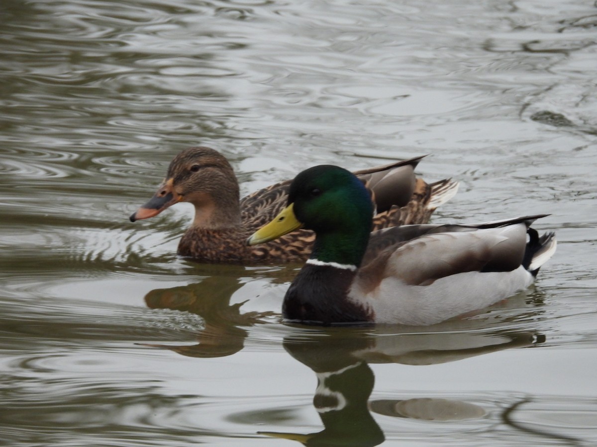 Mallard - ML646770396