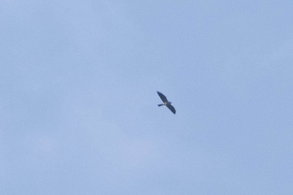 Mississippi Kite - ML646770397