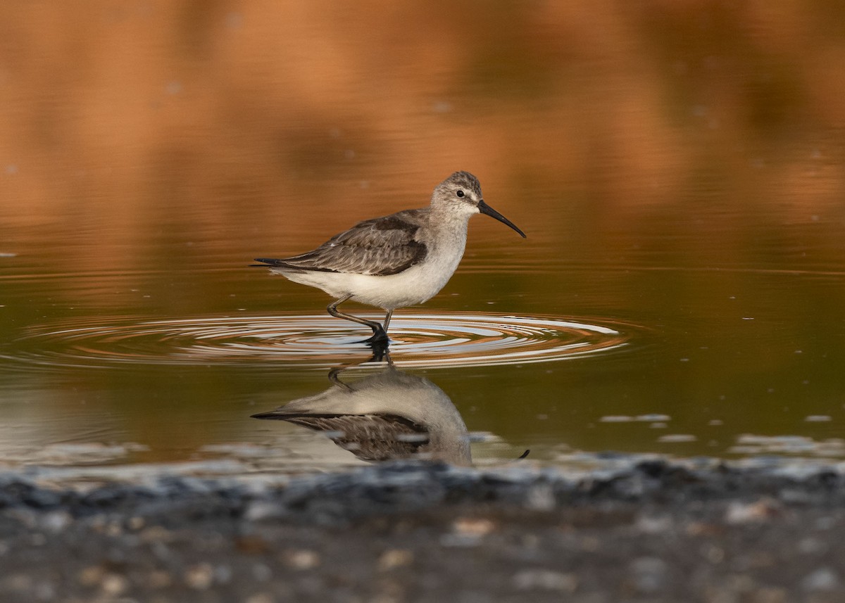 Curlew Sandpiper - ML646770399