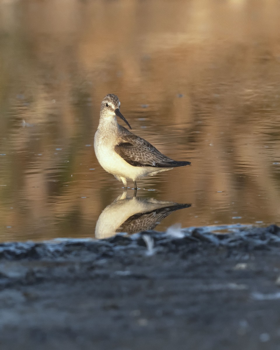 Curlew Sandpiper - ML646770401