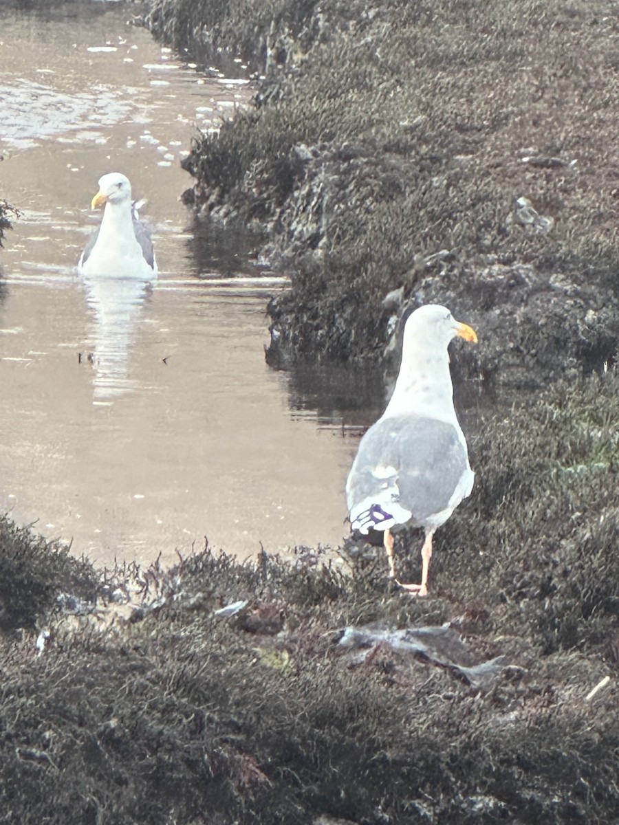 Мартин західний - ML646770402