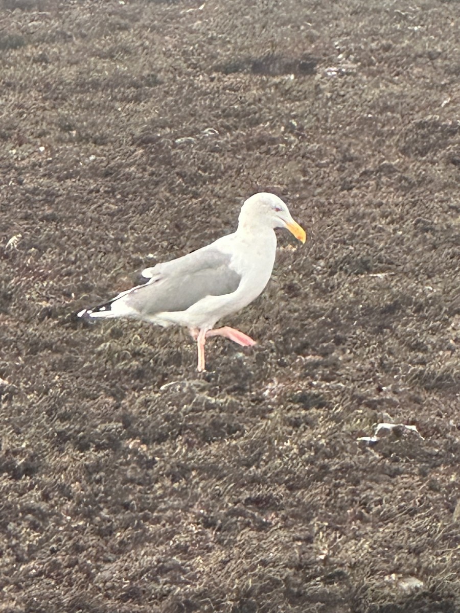 Мартин західний - ML646770403