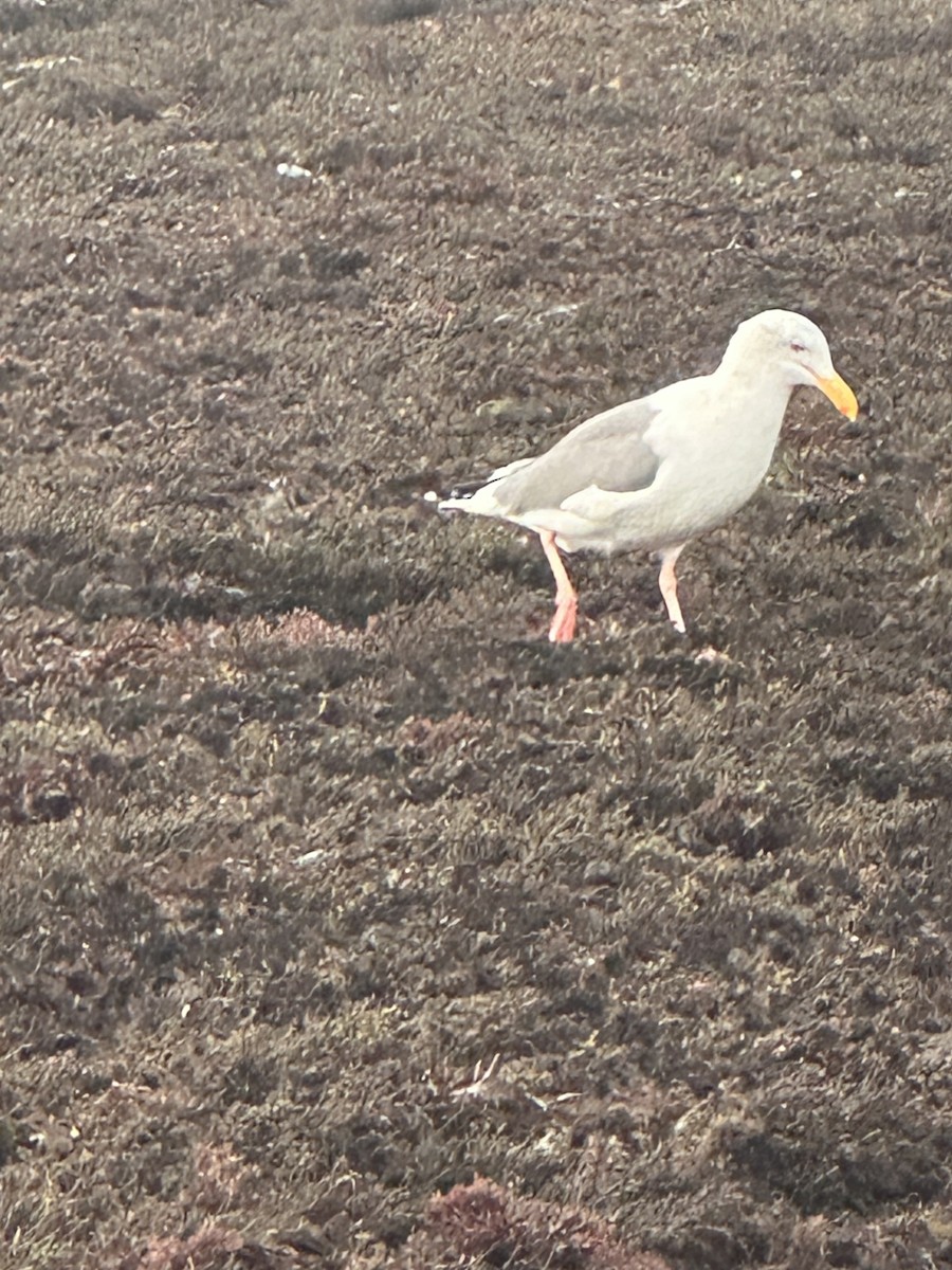 Мартин західний - ML646770404