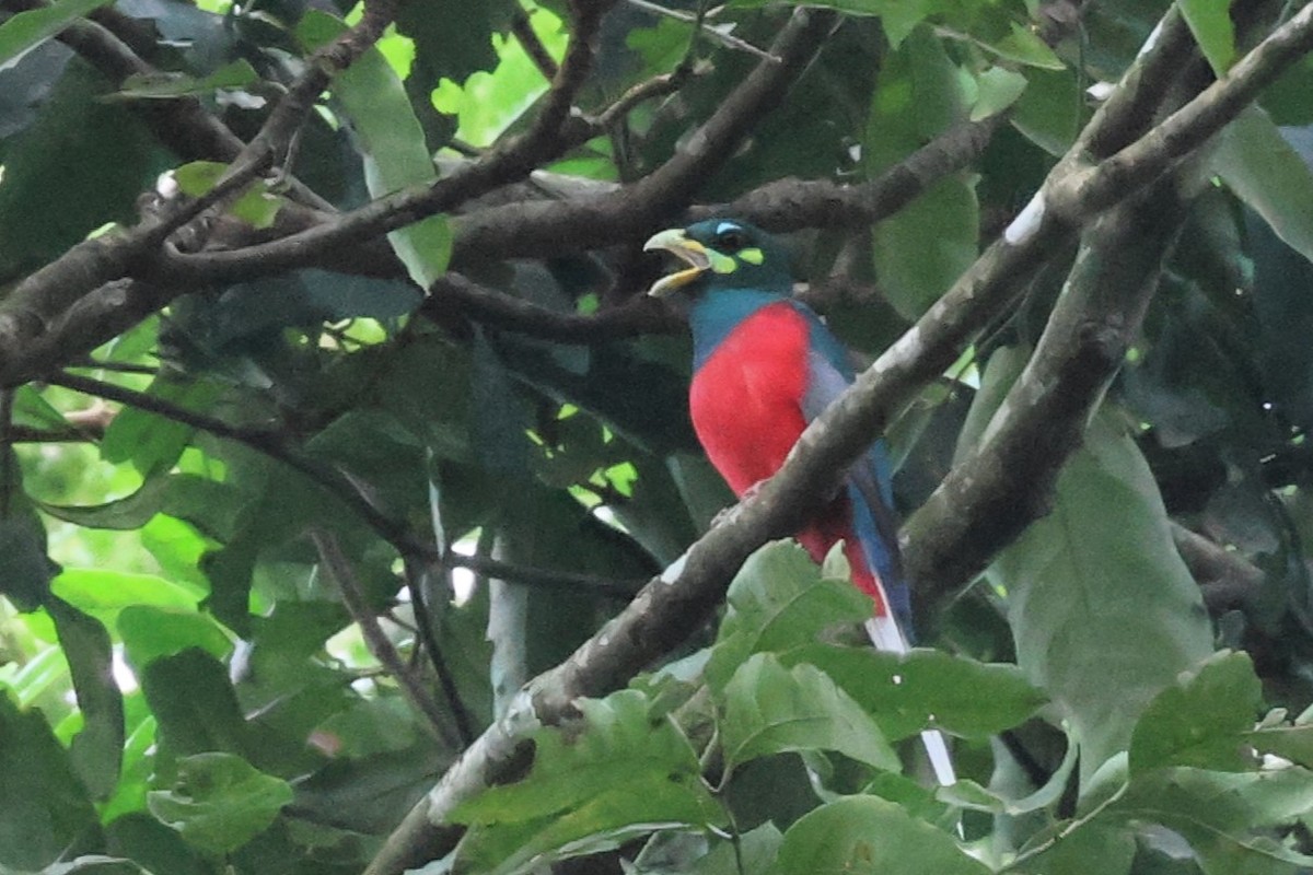 Trogon narina - ML646770408