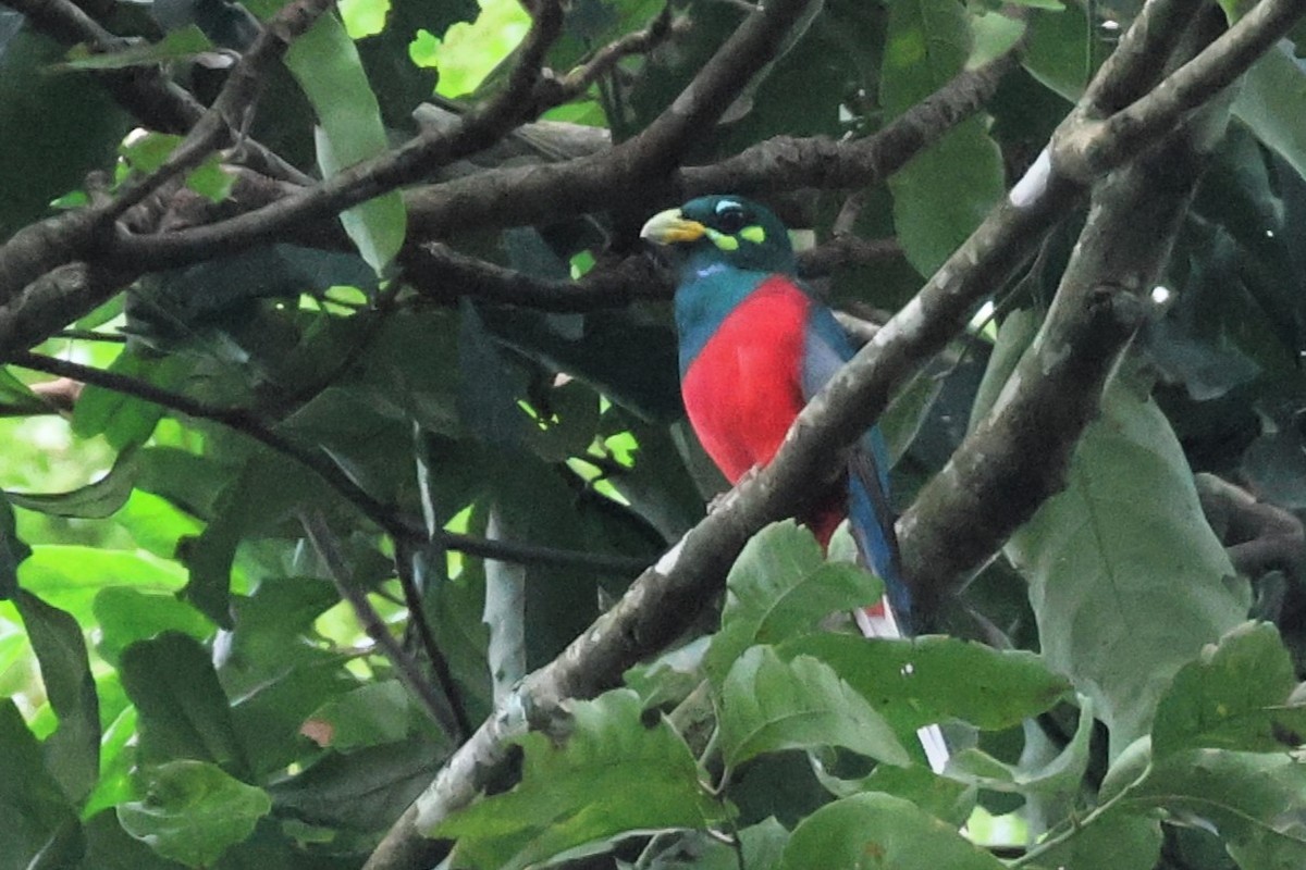 Trogon narina - ML646770409