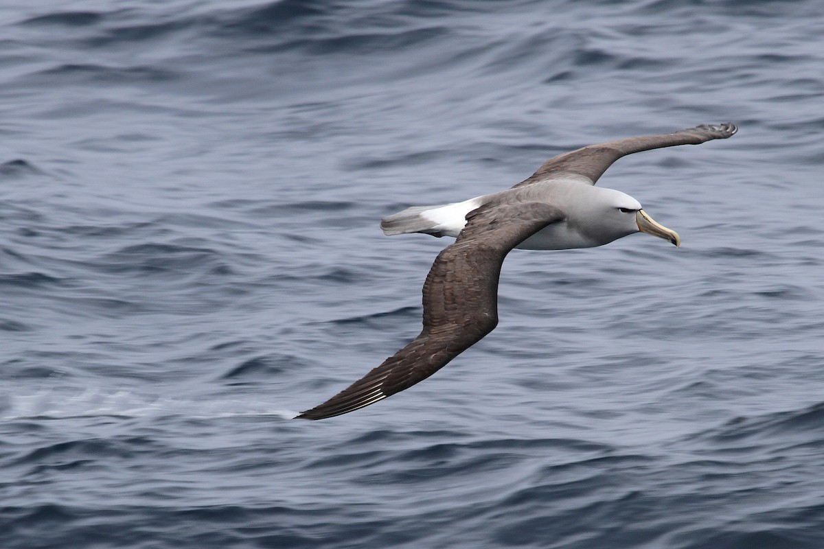 Salvin's Albatross - Stephen Gast