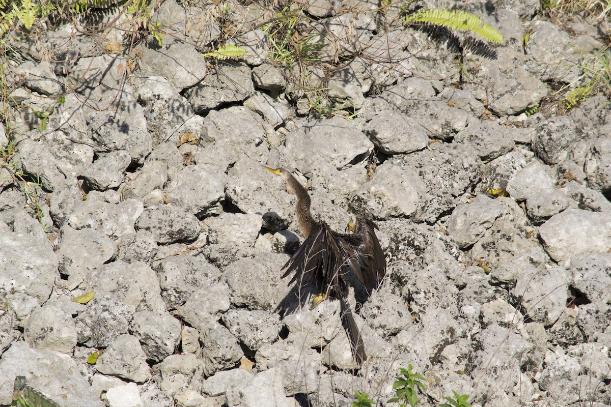 Anhinga - ML646770411