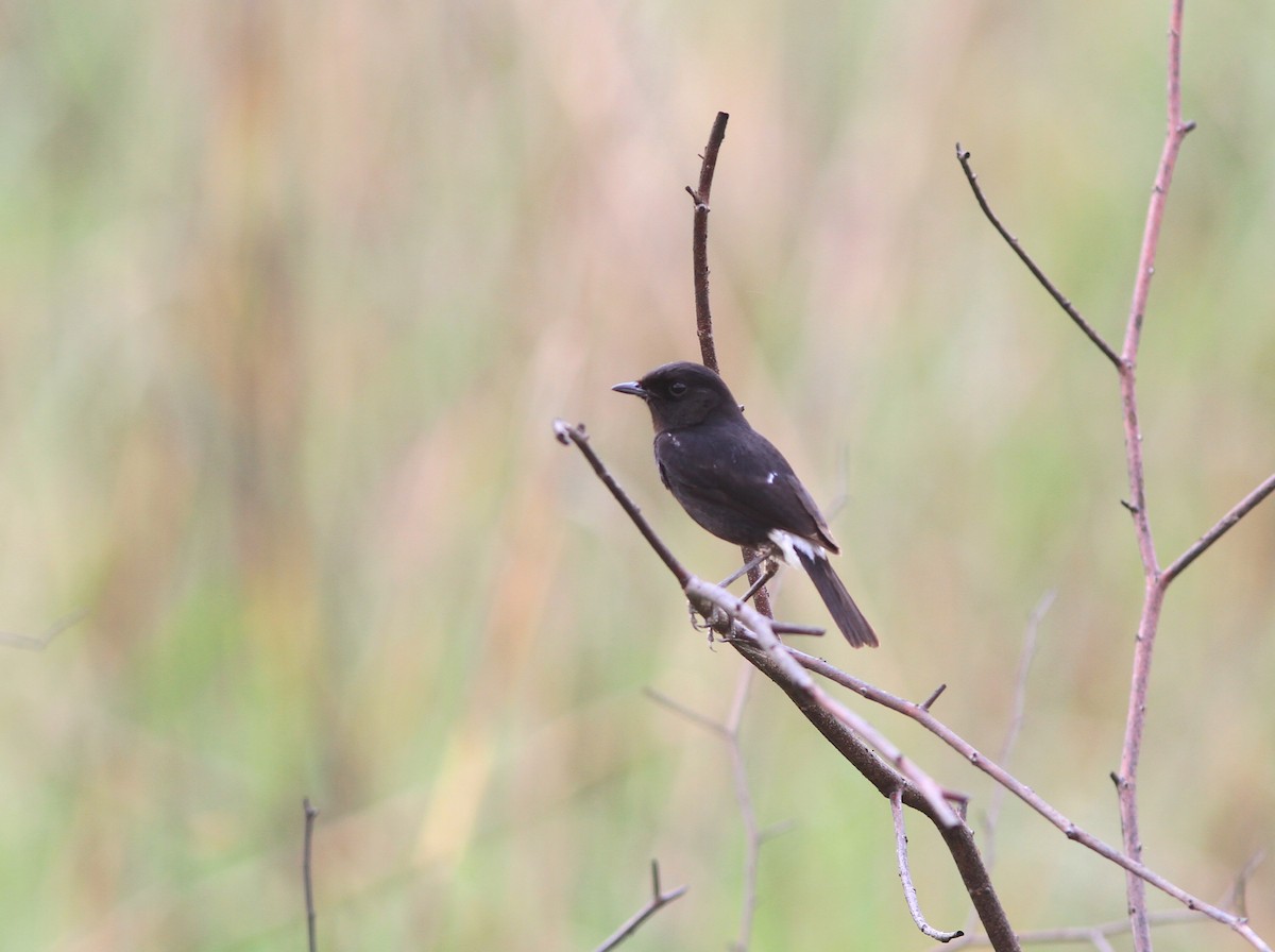 Elsterschmätzer - ML646770412