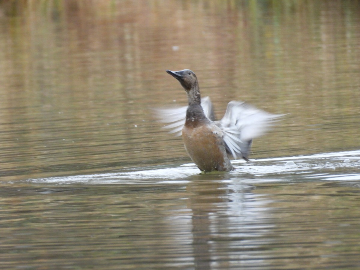 Canvasback - ML646770413
