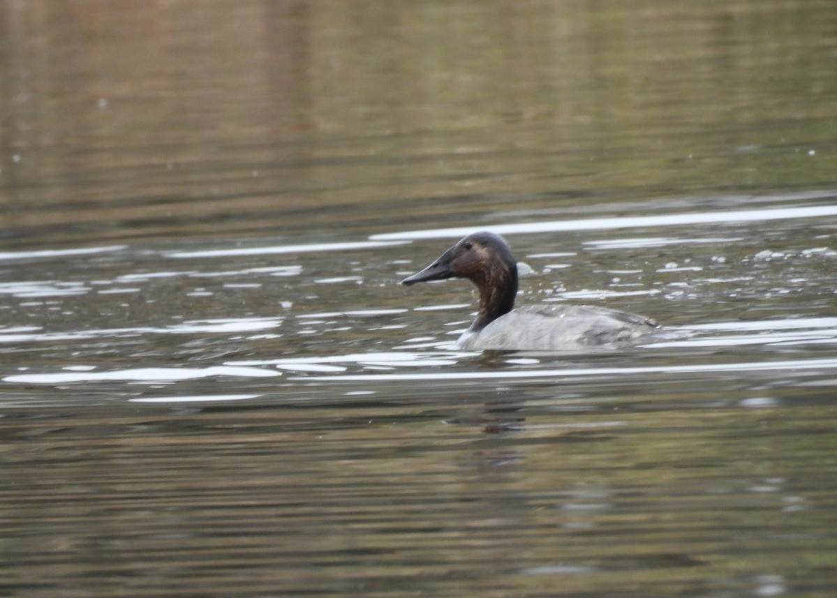 Canvasback - ML646770414