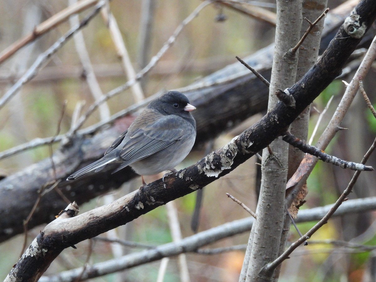 Dark-eyed Junco - ML646770417