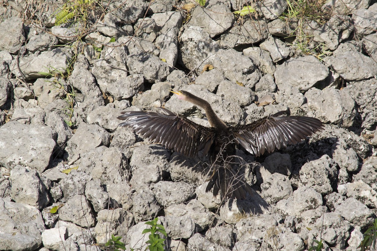 Anhinga - ML646770420