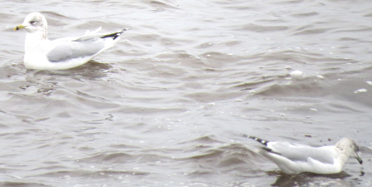 Gavina americana - ML646770422